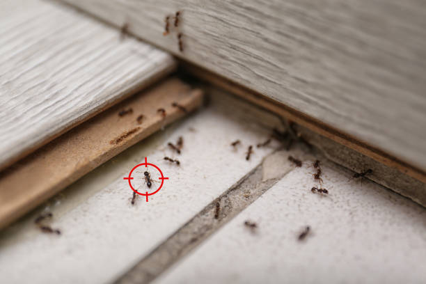 Best Wasp Removal Services  in Heathcote, NJ