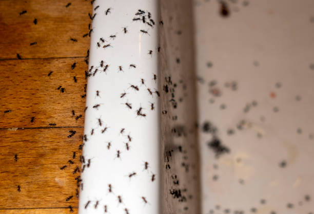 Best Exterminator Services  in Heathcote, NJ
